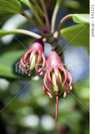 マングローブ、オヒルギの種 542121