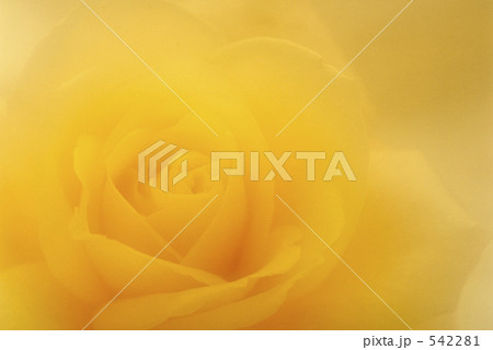 黄色い薔薇　096 542281