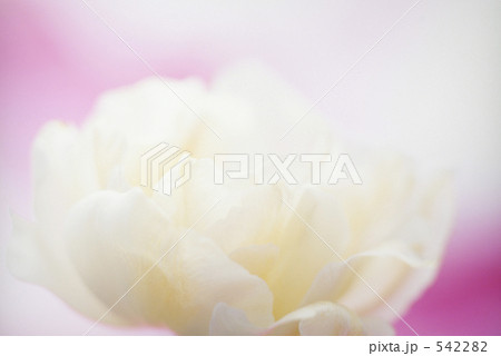 花　087 542282