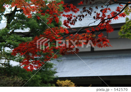 日本庭園の紅葉 542570