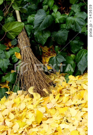 イチョウとほうき 543639