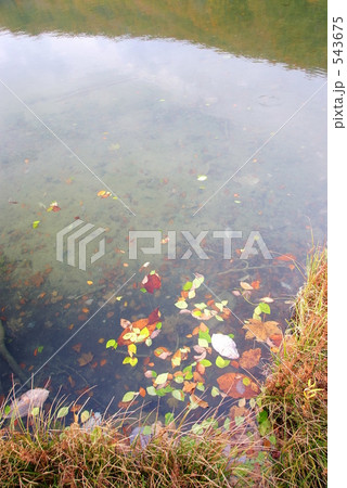 水面の葉　八甲田蔦沼 543675