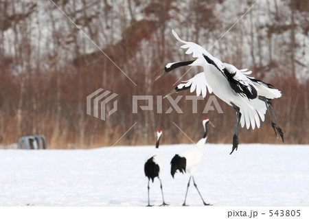 タンチョウ 543805