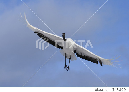 タンチョウ 543809