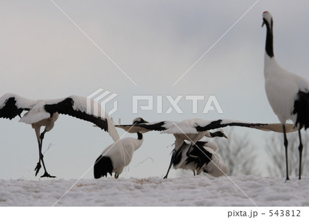 タンチョウ 543812