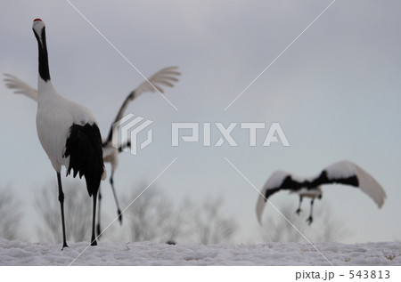 タンチョウ 543813