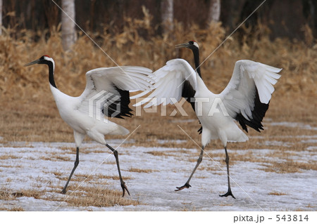 タンチョウ 543814