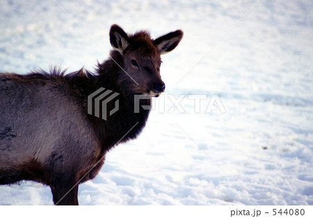 冬を過ごす野生の鹿 544080