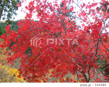 福知渓谷の紅葉 544480