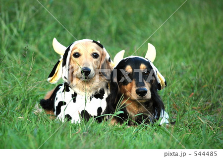 牛ダックス 544485