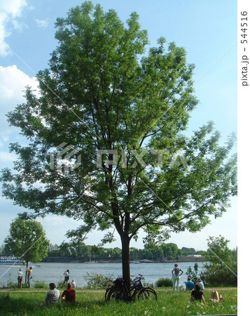 ドイツ　初夏のハンブルグエルベ川河畔 544516