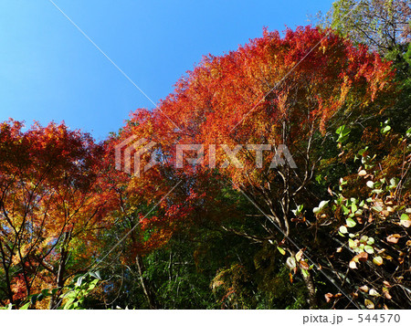 徳島・大歩危峡の紅葉 544570