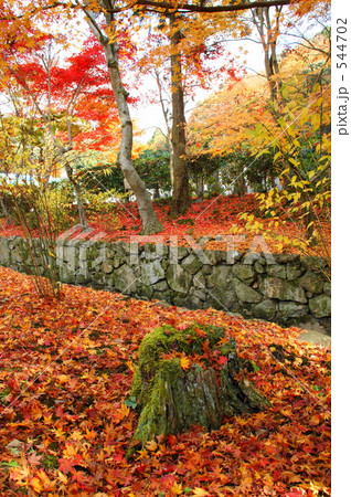 落ち葉 544702