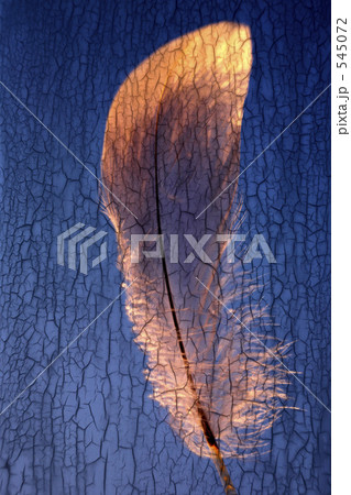 フォトアート フォトアート 545072