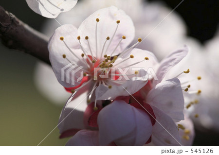 杏の花 545126