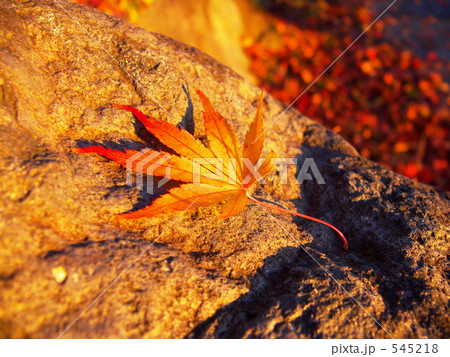 紅葉の葉 545218