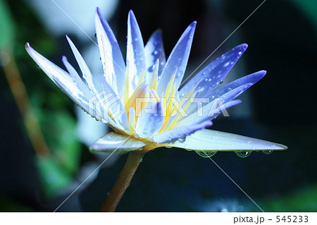 熱帯睡蓮ちゃん 545233