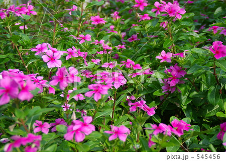 ニチニチソウ 545456