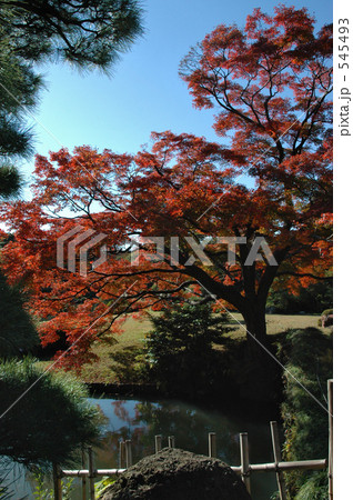 晩秋の六義園 545493