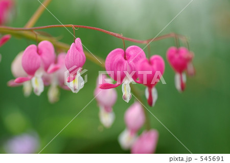 ケマンソウ 545691