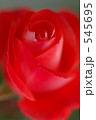 薔薇　ルスティカーナ 545695