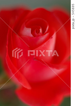 薔薇　ルスティカーナ 545695