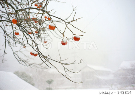 柿と雪景色 545814