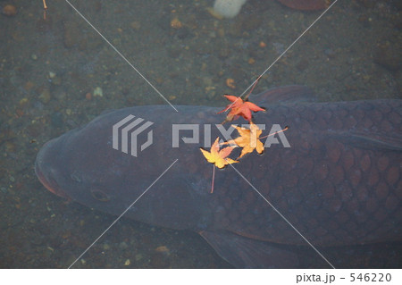 鯉と紅葉 546220