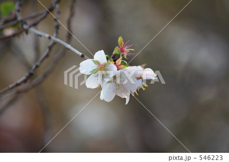 冬桜 546223