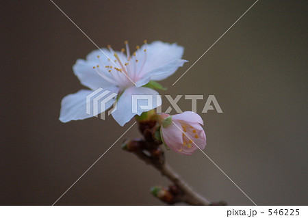 冬桜 546225