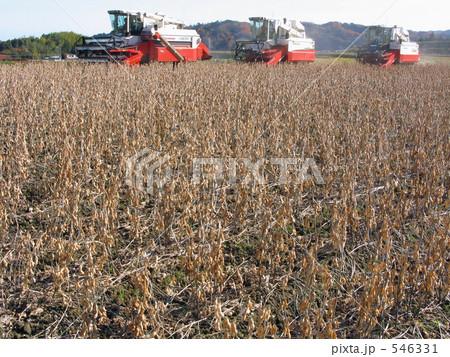 大豆の収穫 546331