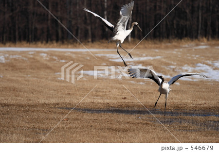 タンチョウ 546679