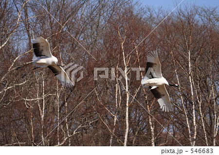 タンチョウ 546683