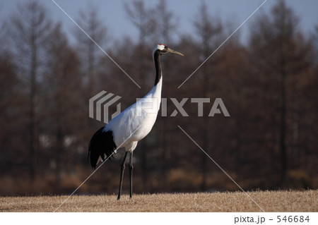 タンチョウ 546684