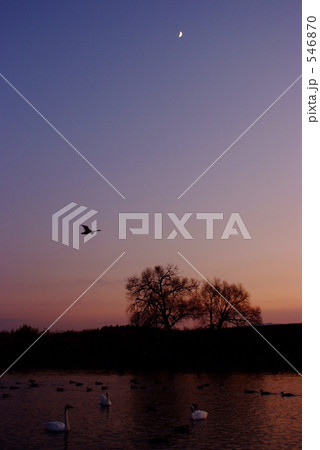 黄昏の白鳥 黄昏の白鳥 546870