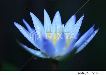 目の前のスイレンちゃん 目の前のスイレンちゃん 546989