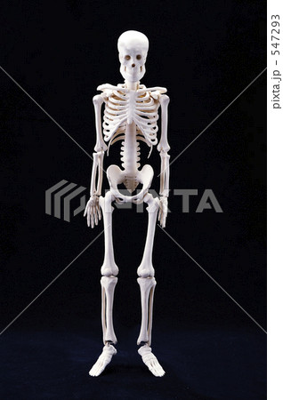人体骨格 547293