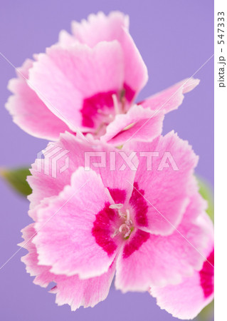 ナデシコの花 ナデシコの花 547333