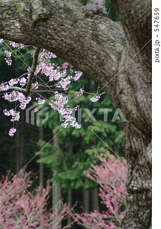 四百年のわびとさび 四百年のわびとさび 547659