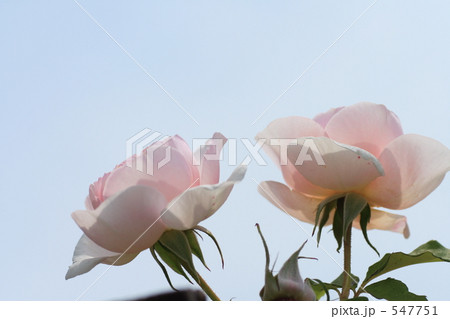 薔薇 547751