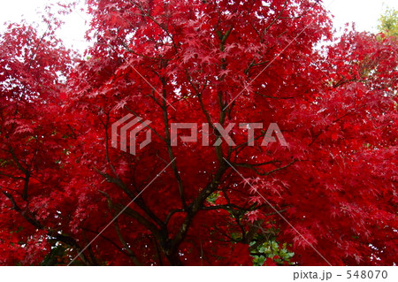 紅の木々２ 548070