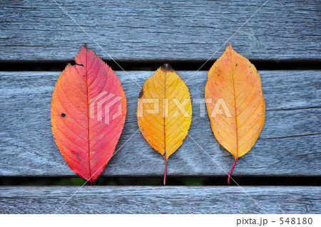 秋のモチーフ 548180