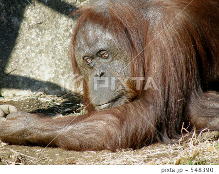 オランウータン 548390