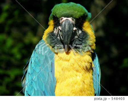 ルリコンゴウインコ ルリコンゴウインコ 548403