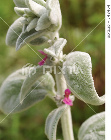 ふわふわの耳 548404