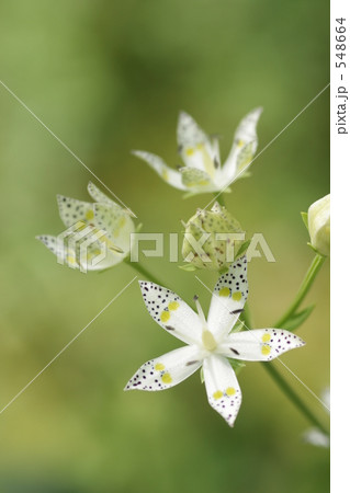 白い星の花 548664