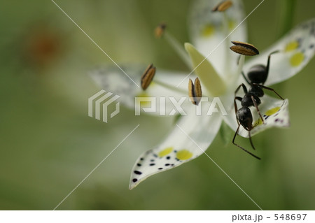 アケボノソウの蜜を吸いに来たアリ 548697