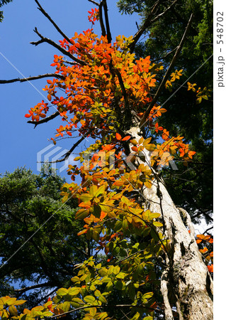 ツタウルシの紅葉 548702