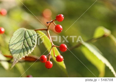 ガマズミの赤い実 548708