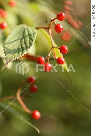 ガマズミの赤い実 548709